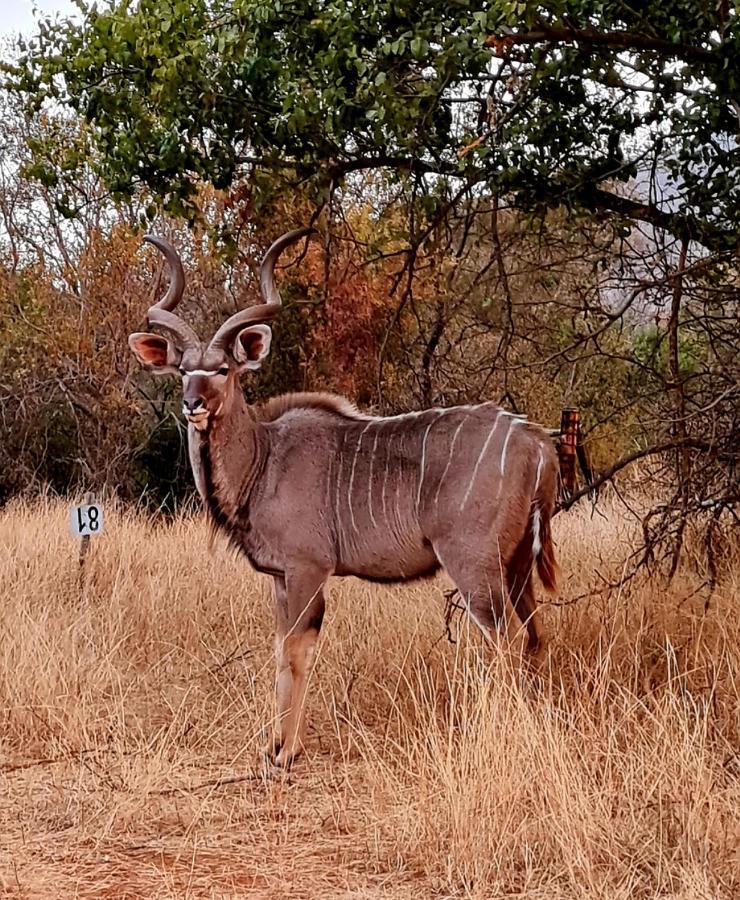 66 Sharalumbi Wildlife Estate Daire Lydenburg Dış mekan fotoğraf