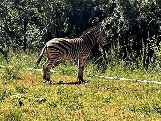 66 Sharalumbi Wildlife Estate Daire Lydenburg Oda fotoğraf