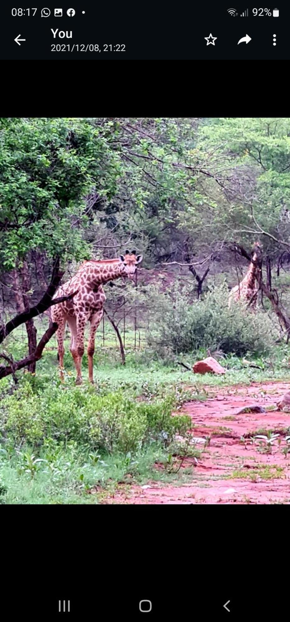 66 Sharalumbi Wildlife Estate Daire Lydenburg Oda fotoğraf