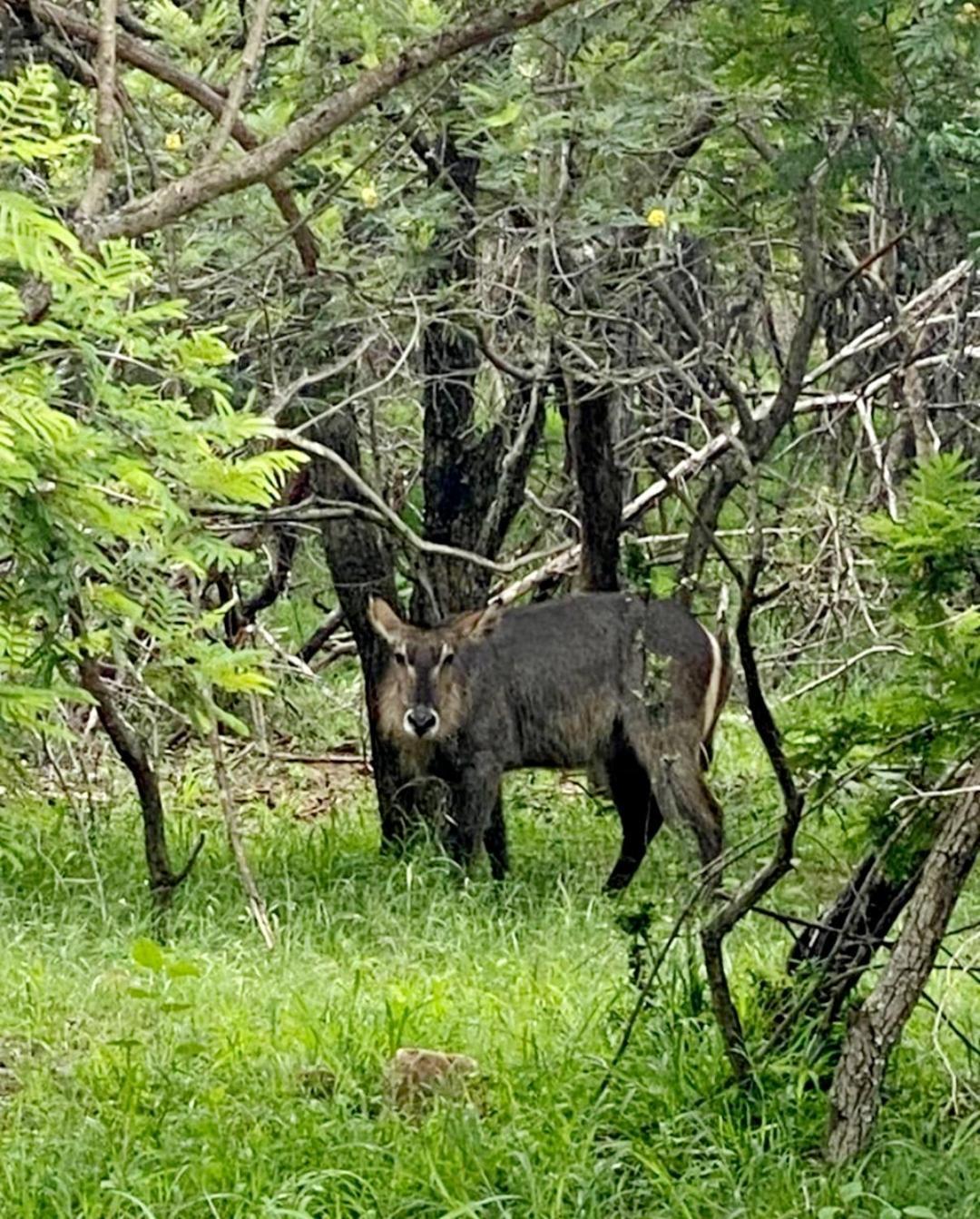 66 Sharalumbi Wildlife Estate Daire Lydenburg Oda fotoğraf